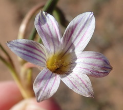 Romulea atrandra