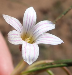 Romulea atrandra