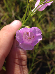 Agalinis aspera