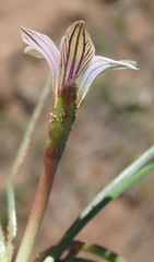 Romulea atrandra