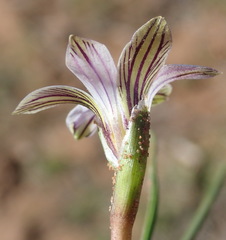 Romulea atrandra