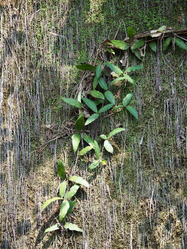 Image of Tetrastigma formosanum by no rights reserved