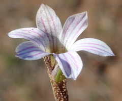 Romulea atrandra