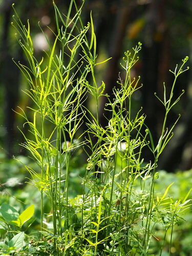 Image of Slender Brake (Pteris ensiformis) by no rights reserved