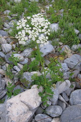 Conioselinum tataricum