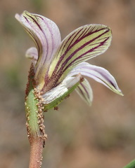 Romulea atrandra