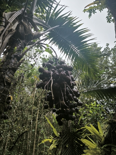 Hyophorbe vaughanii