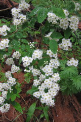 Spiraea flexuosa