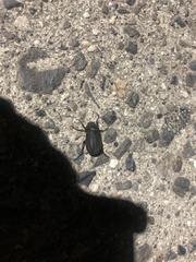 Holotrichia parallela