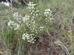 Lepidium montanum