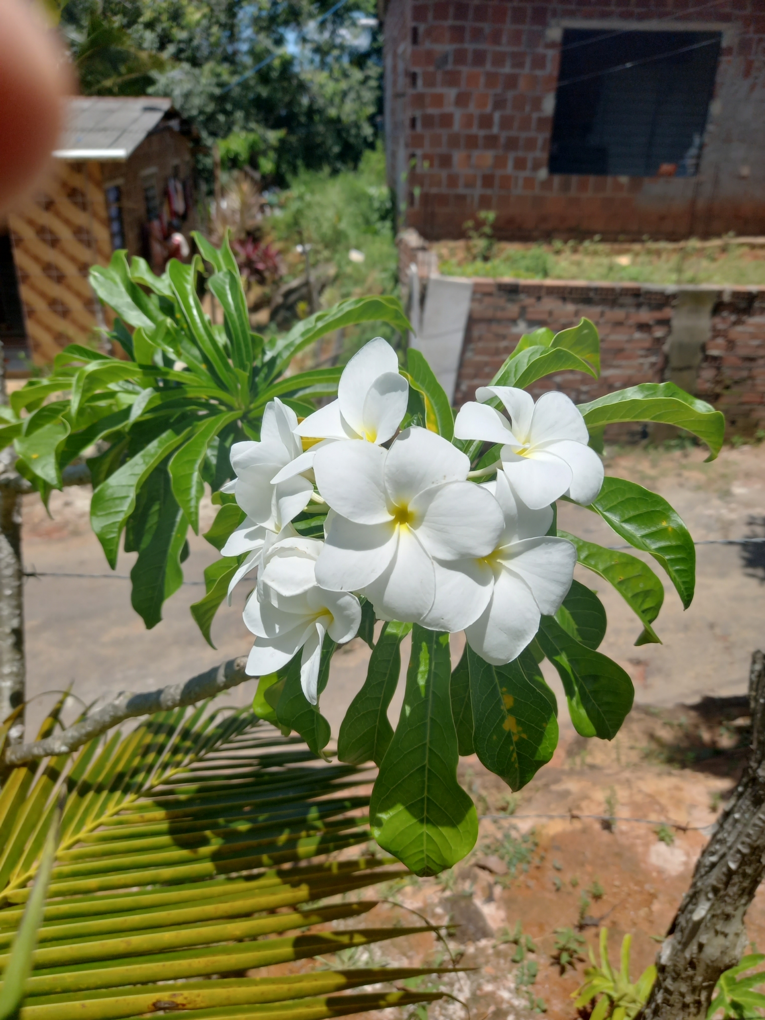 Plumeria pudica