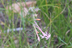 Ipomopsis aggregata candida