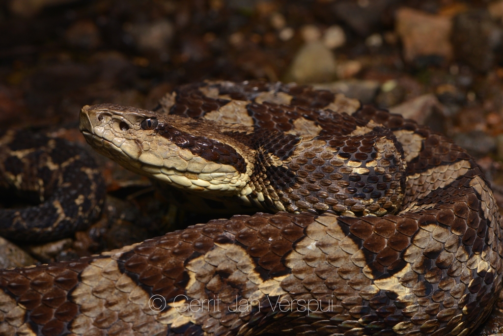 Picado's Pit Viper
