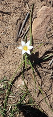Romulea flava viridiflora