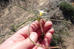 Romulea flava viridiflora