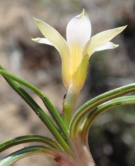 Romulea flava viridiflora