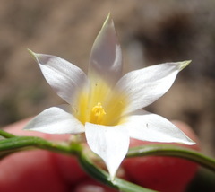 Romulea flava viridiflora