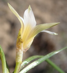 Romulea flava viridiflora