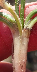 Romulea flava viridiflora