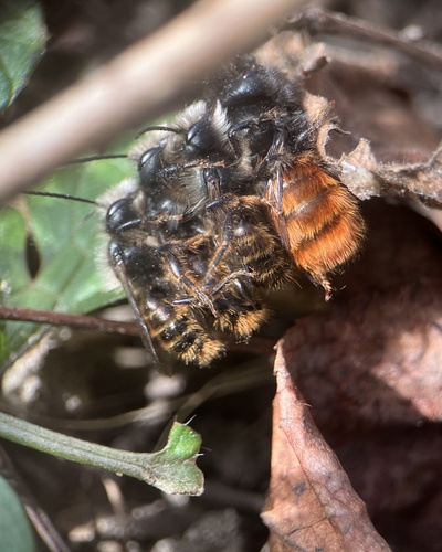 European Orchard Bee, Maastrichterweg, Meerssen, Limburg, NL, photo 4 of 10