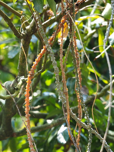 Tinospora crispa, photograph 3
