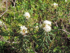 Rhododendron tomentosum