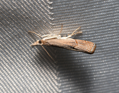 Parapediasia teterrellus