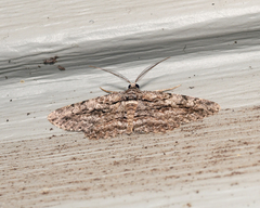 Anavitrinella pampinaria