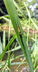 Tetragnatha elongata