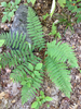 Slosson's Wood Fern - Photo (c) Hannah Mews, some rights reserved (CC BY-NC), uploaded by Hannah Mews