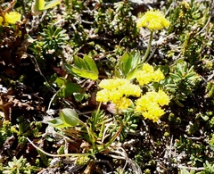 Tauschia stricklandii