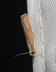 Parapediasia teterrellus