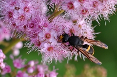 Orancistrocerus drewseni