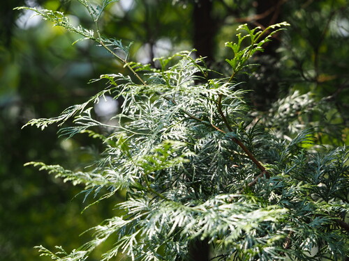 Image of Calocedrus formosana by no rights reserved