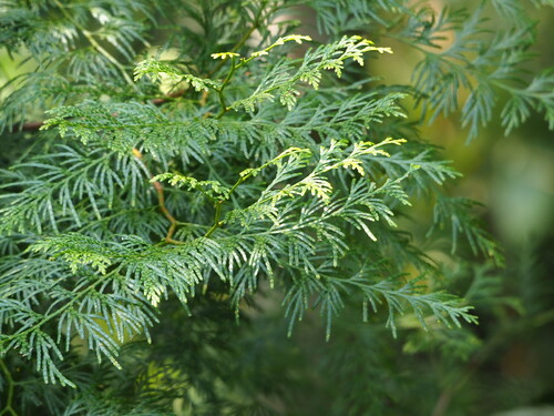 Image of Calocedrus formosana by no rights reserved