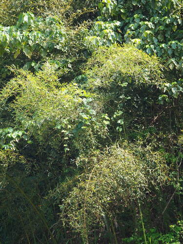 Image of Phyllostachys makinoi by no rights reserved