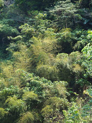 Image of Phyllostachys makinoi by no rights reserved