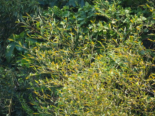 Image of Phyllostachys makinoi by no rights reserved