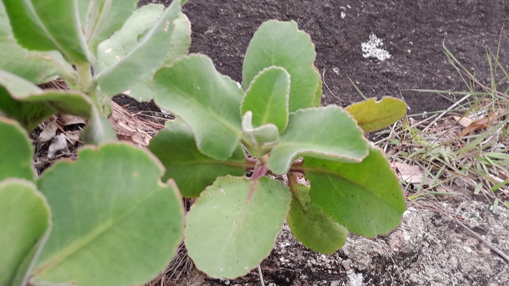 Kalanchoe pubescens