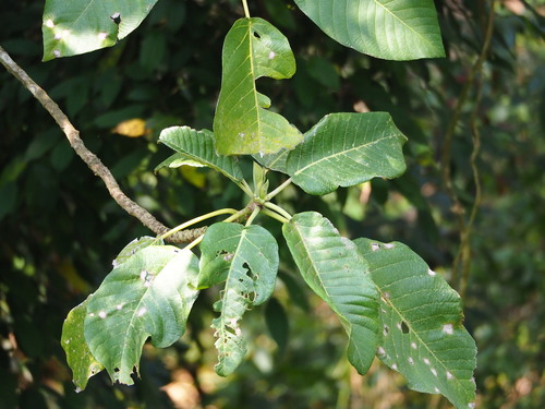 Image of Dendrocnide meyeniana by no rights reserved
