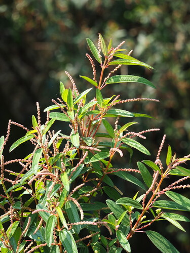Image of Boehmeria densiflora by no rights reserved
