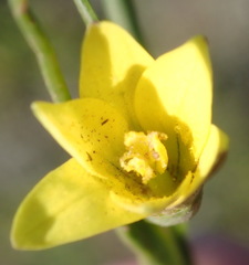 Romulea flava flava