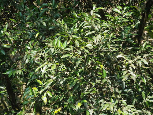 Image of Ficus ampelos by no rights reserved