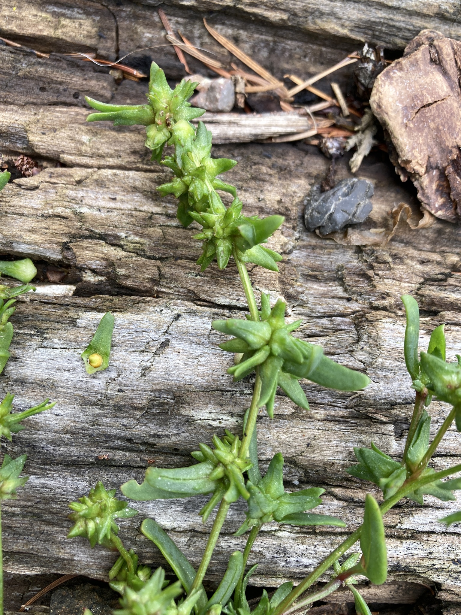 Atriplex gmelinii