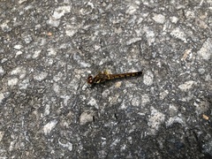 Sympetrum darwinianum