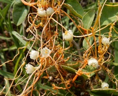 Cuscuta indecora