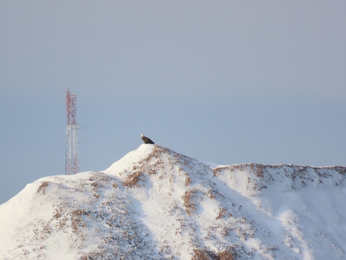 Bald Eagle photographed in Michigan