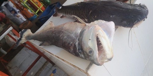 Payara (Hydrolycus armatus) — Cynodontidae — 3