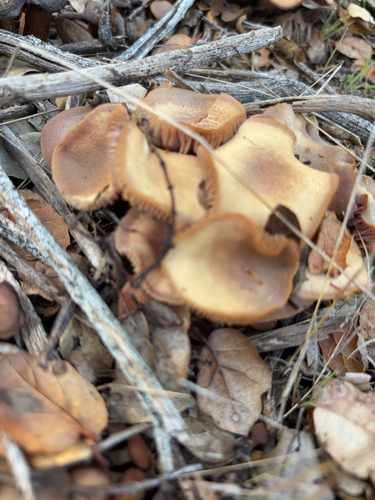 iNaturalist observation photo of scurfy twiglet