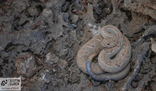 Aruba Island Rattlesnake